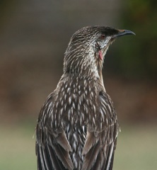 Red wattle bird